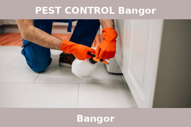 PEST CONTROL Bangor